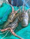 Knl: Live lobster