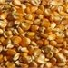Knl: Kukorica -Yellow Corn - Porumb - Kukurice
