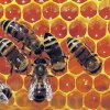 Keres: Méz, méhviasz, méhpempő, propolisz