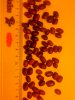 Keres: vörösbab/ red kidney beans
