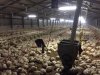 Knl: Csirkefarm a magyar hatr mellett