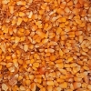 Knl: Takarmny kukorica 